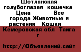 Шотланская голубоглазая  кошечка › Цена ­ 5 000 - Все города Животные и растения » Кошки   . Кемеровская обл.,Тайга г.